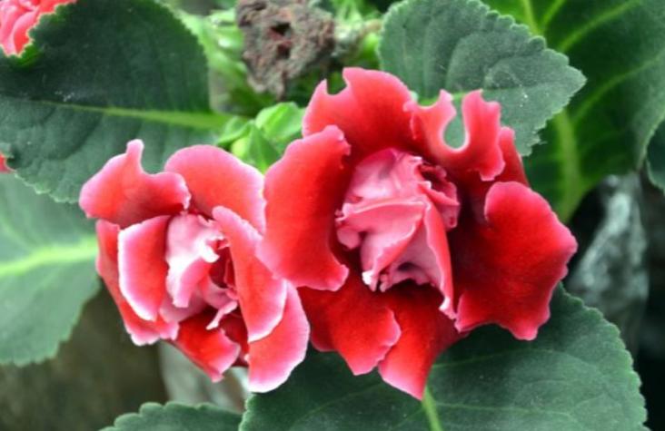 5种花浇不死浇水越多长得越旺,夏天种花早上还是晚上浇水好