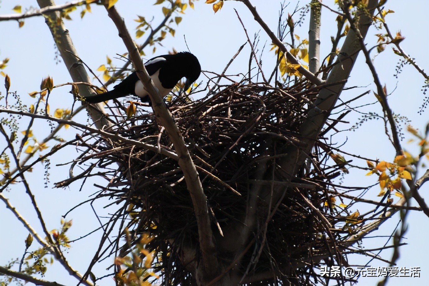 鸟窝怎么防大雨,鸟窝下雨天怎么处理