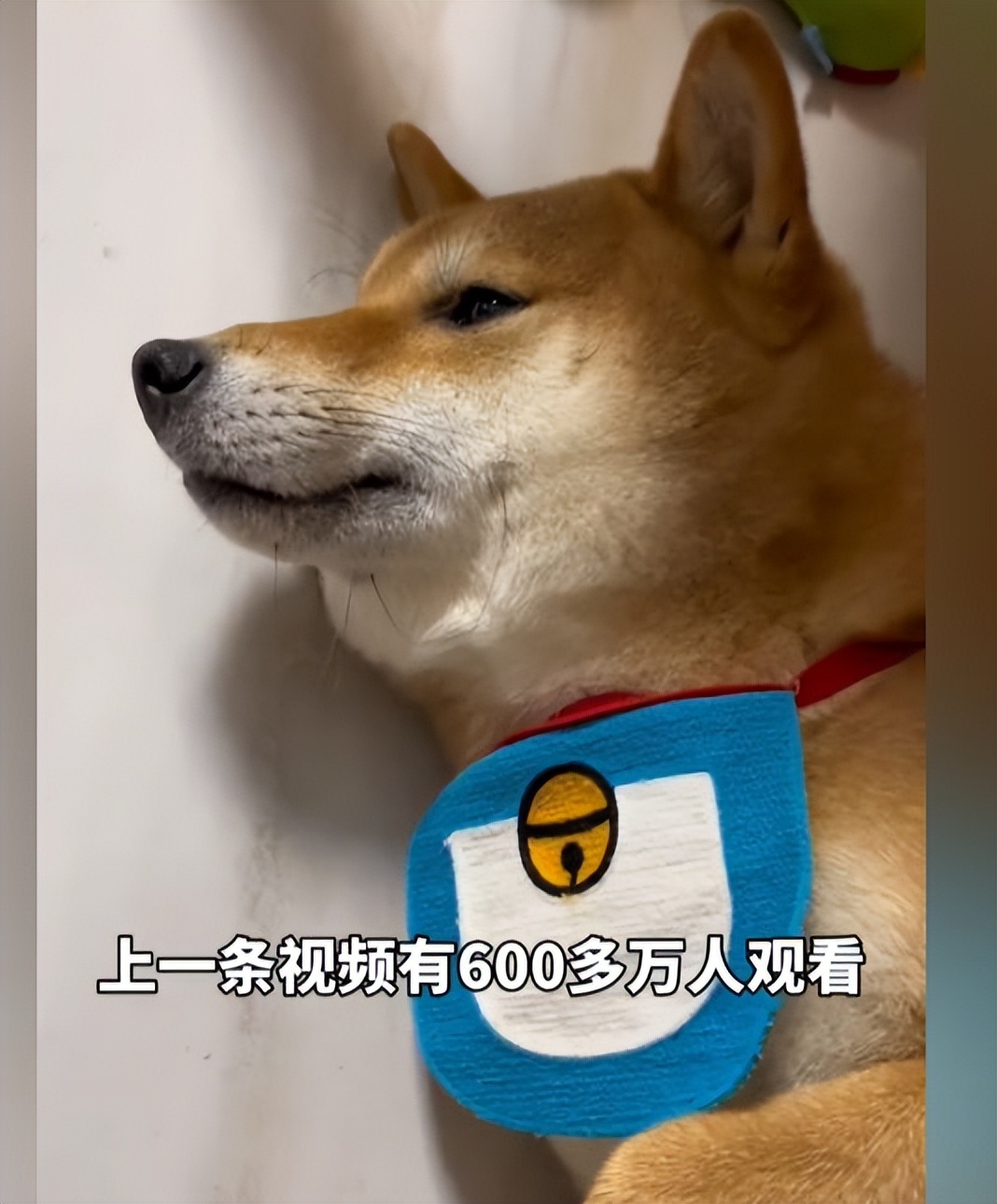 主人花400元检查发现柴犬装瘸,4个月大的柴犬跳了一下腿瘸了