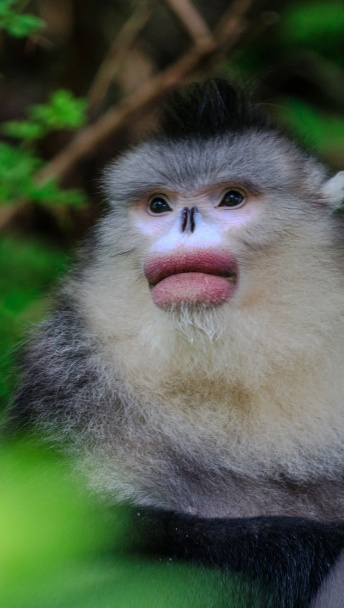 白马雪山u型谷徒步路线,驴徒步西藏