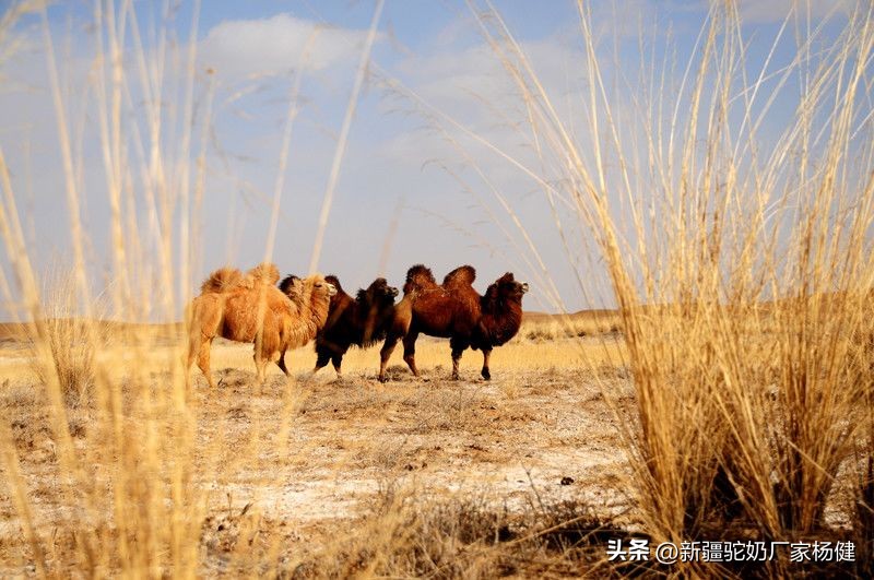 骆驼一般都在哪里出现,骆驼在哪里才有