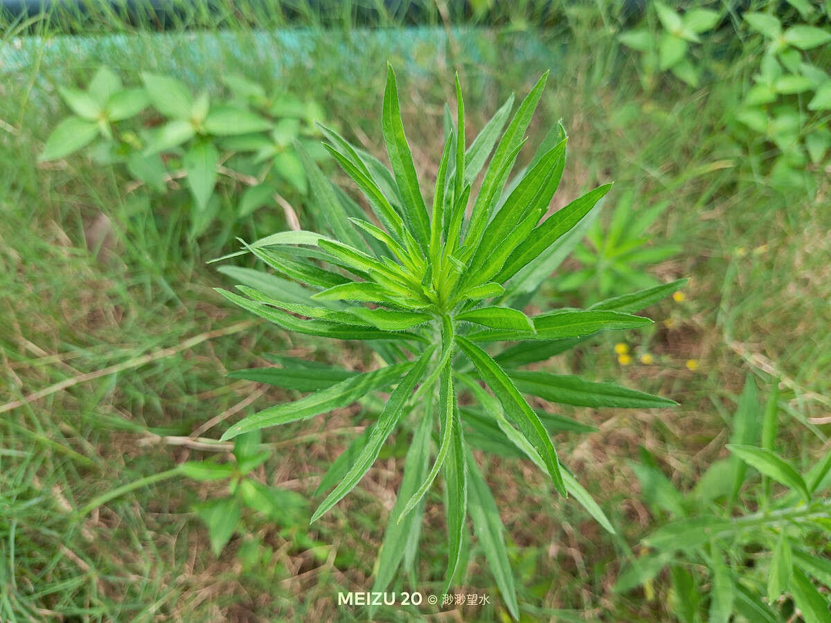 魅族20个人真实使用感受,魅族20值不值得买小白测评