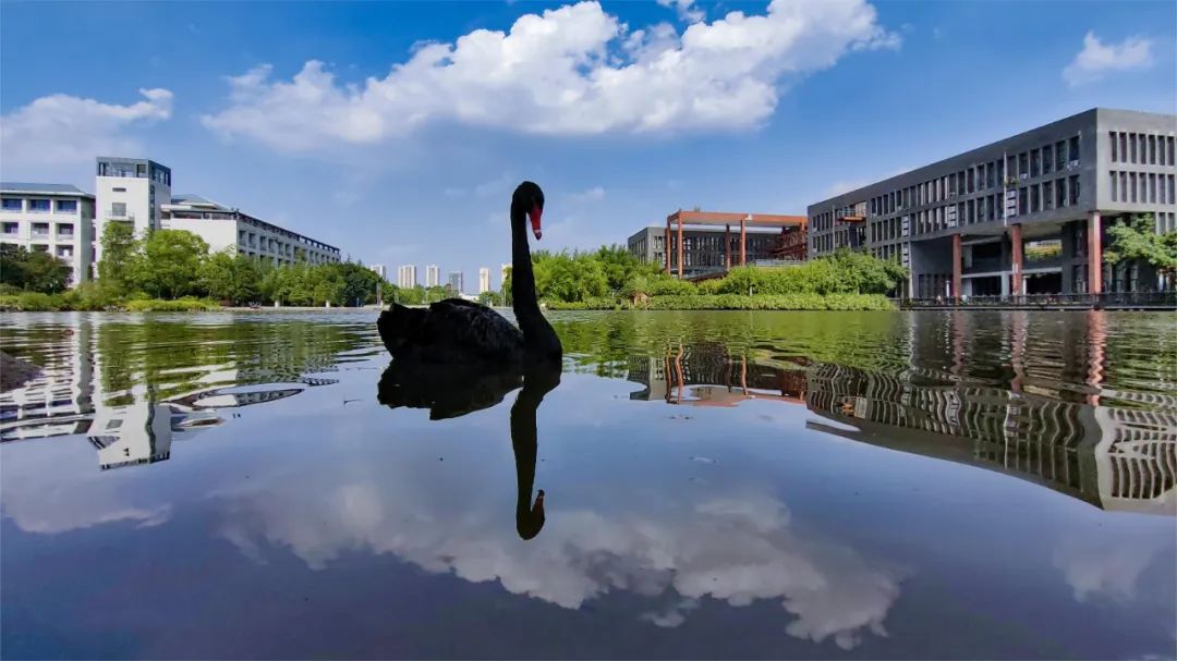 重庆大学2021年普通高校招生简章,解读重庆大学招生章程