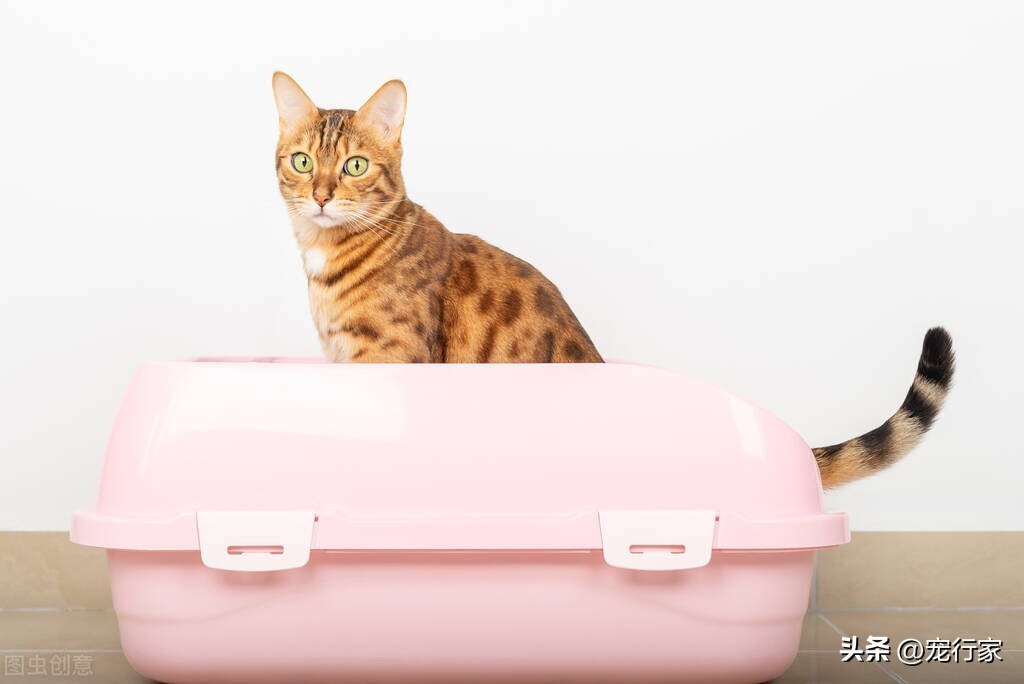 猫咪几天排一次大便属于正常,猫咪多久排一次便正常