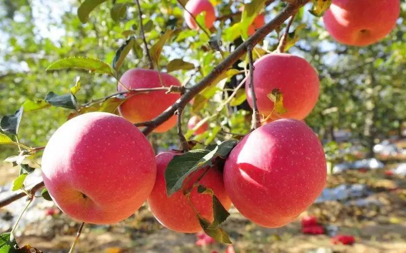 苹果幼果期能喷施水溶肥吗,苹果幼树水溶肥正确使用方法