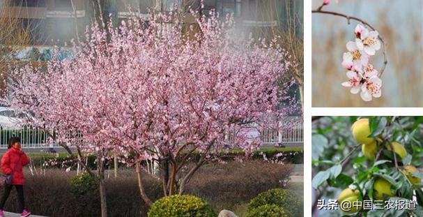 路边的绿化果,路边的绿化树叫什么