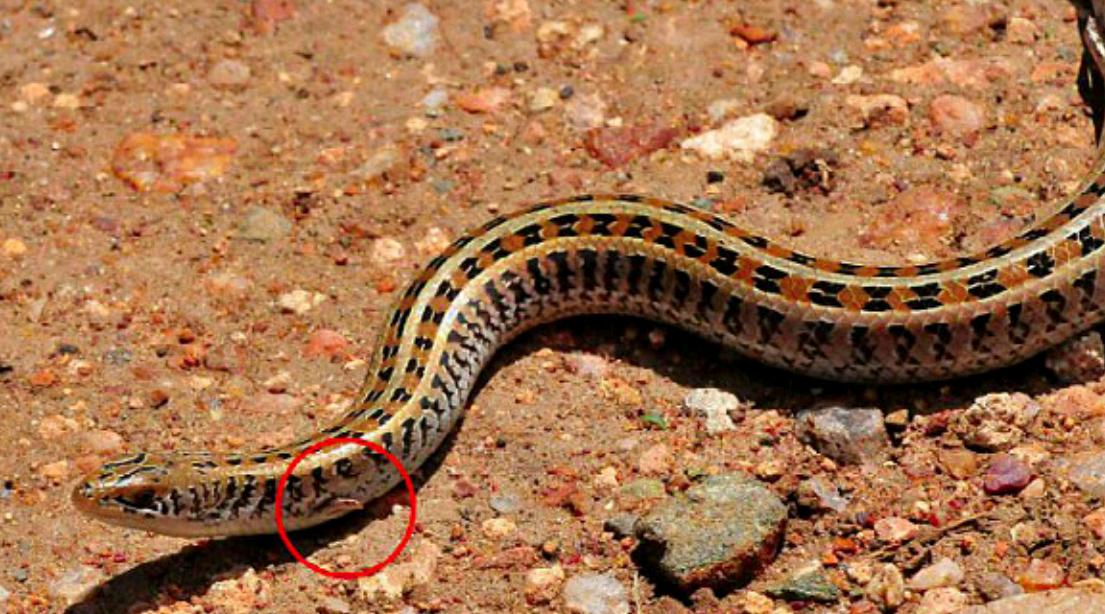 狗婆蛇是保护动物吗,农村最常见的几种蛇火蛇