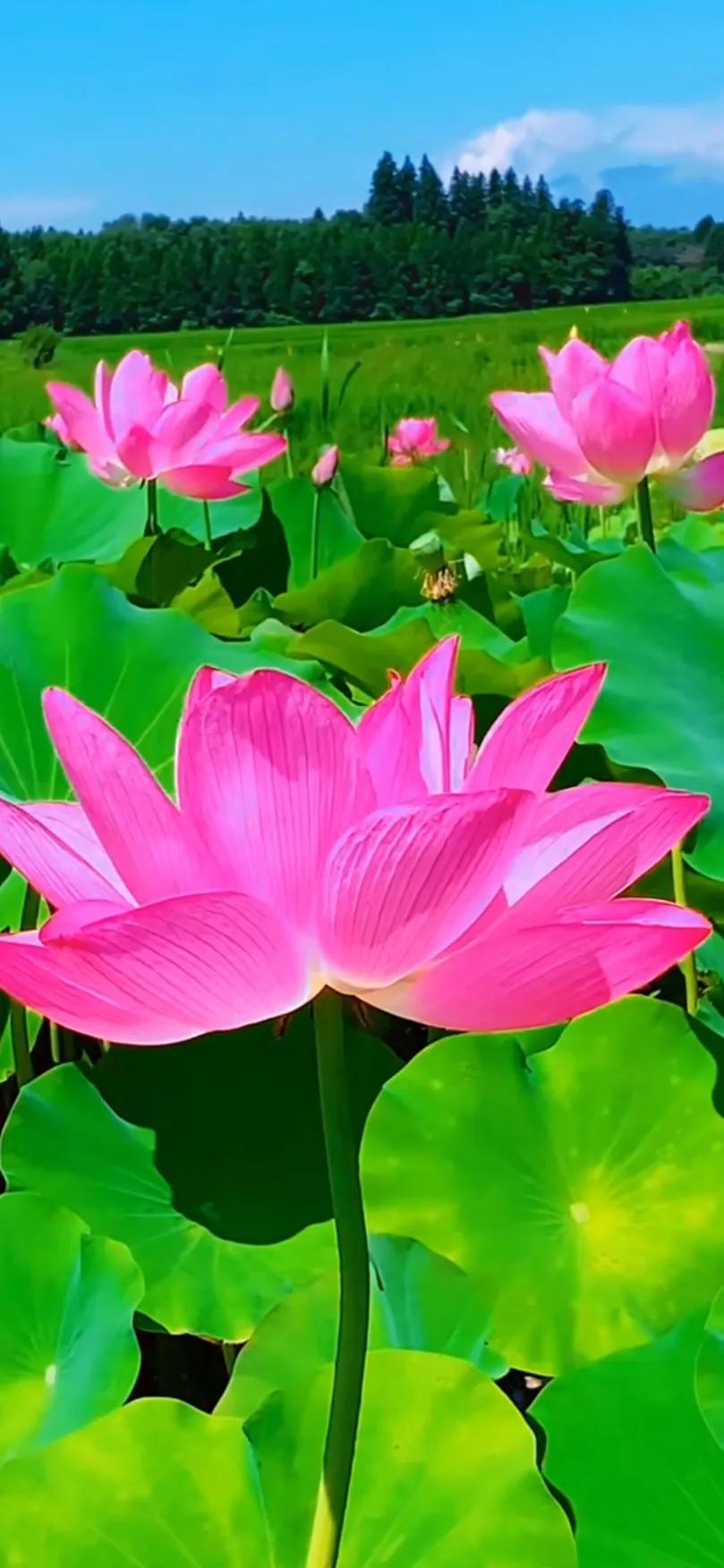 夏至荷花荷叶图片,夏至时节荷花正美图片