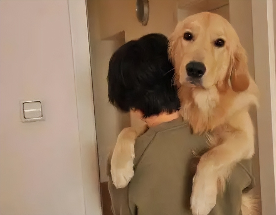 养金毛养什么性别,养金毛它会怎么认主