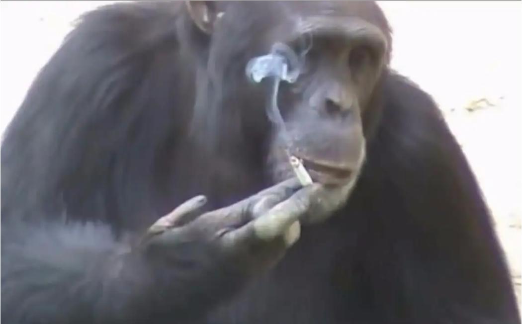 抽烟酗酒，甚至还会吸毒，动物们究竟有多狂野？网友：老烟民了