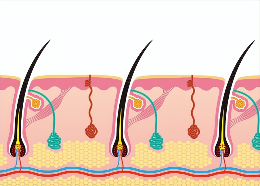 有些女性下身无毛是怎么回事?这4个原因,为了健康,最好了解