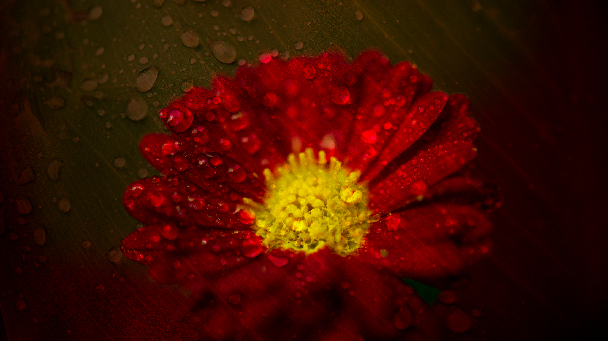 最美的十首词听雨,几首听雨诗