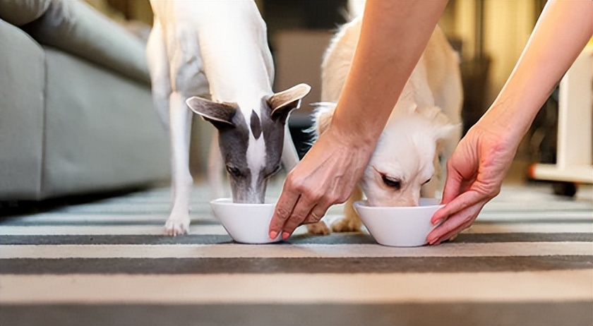 宠物挑食饿着怎么办,宠物挑食饿着还是惯着