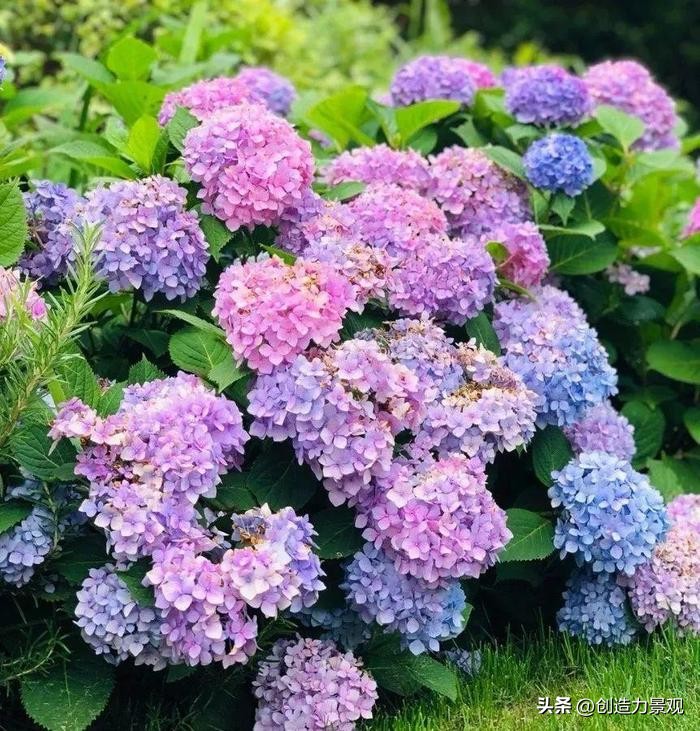 绣球花怎么浇水施肥,绣球花冬季怎么浇水最正确