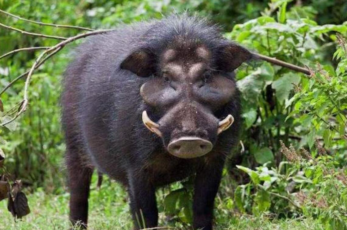 猎人捕猎的工具有哪些,原始猎人捕猎技巧有哪些