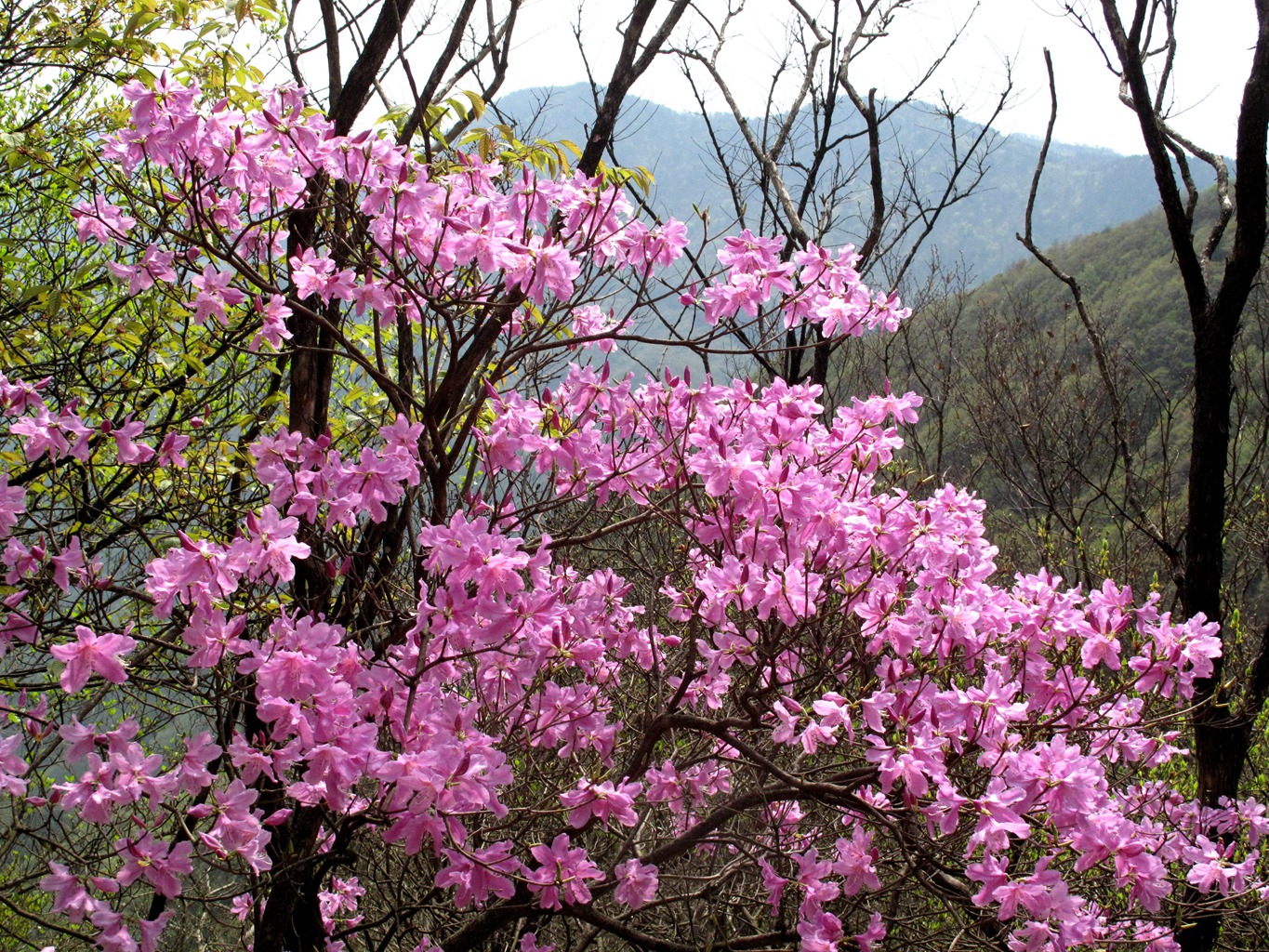 四明山华顶杜鹃,浙东华顶杜鹃群落