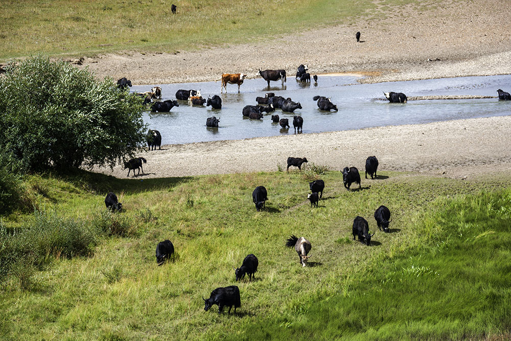 西部大草原旅游攻略,四川红原大草原自驾旅游攻略