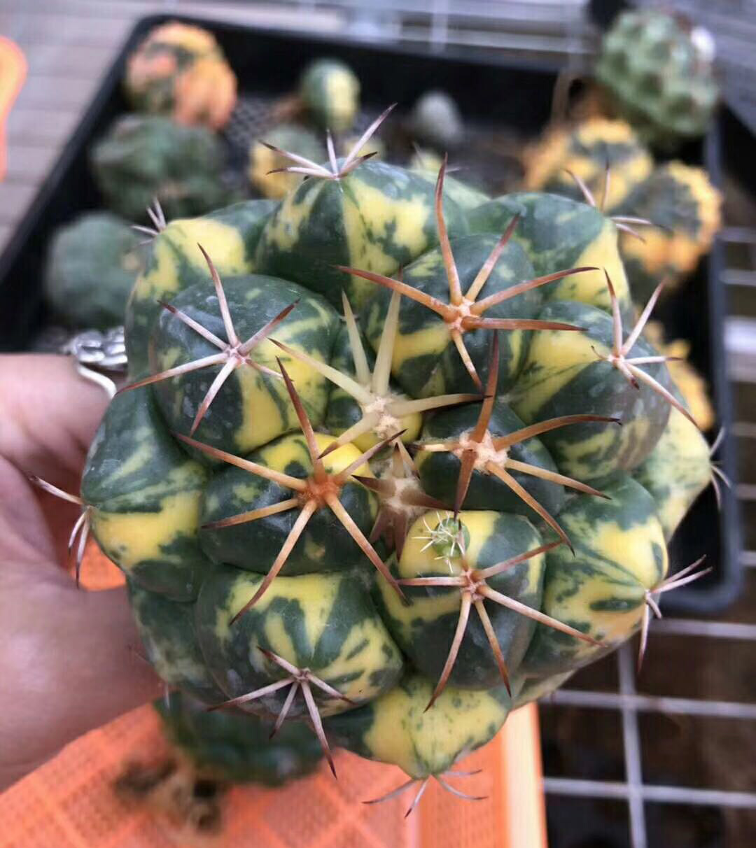 美丽/奇异花草欣赏系列——各种仙人球之象牙丸