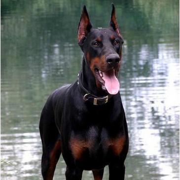 世界十大警犬排名,世界最知名的十大警犬