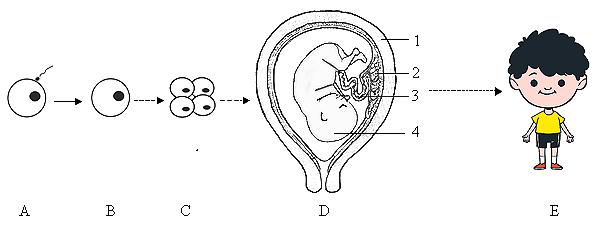 中考生物一轮复习专题训练七人的生殖发育