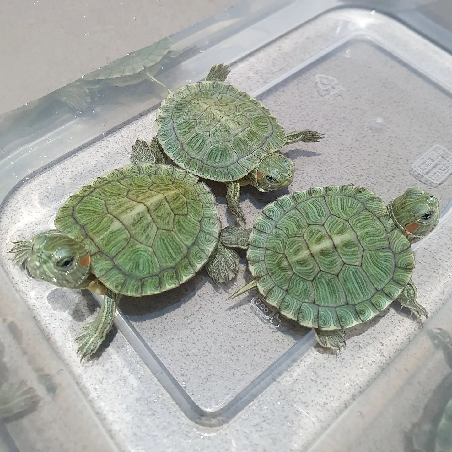 巴西龟冬天的饮食规律,巴西龟一般都吃什么食物怎么养