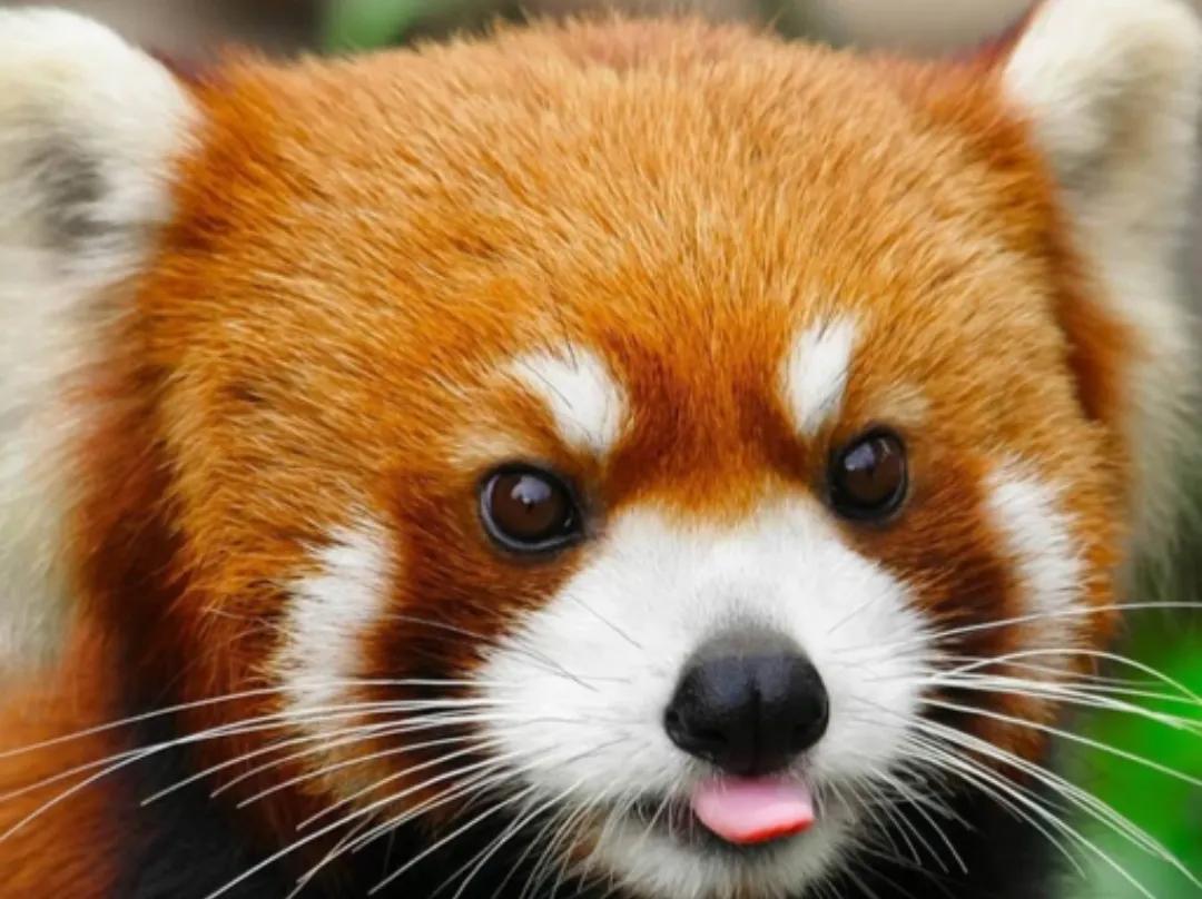 几种都要萌化人心的可爱动物,治愈系笑容照片动物