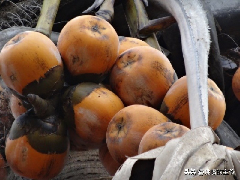 建国首日就与我国建交的非洲穷国，8种罕见水果，你见过几种