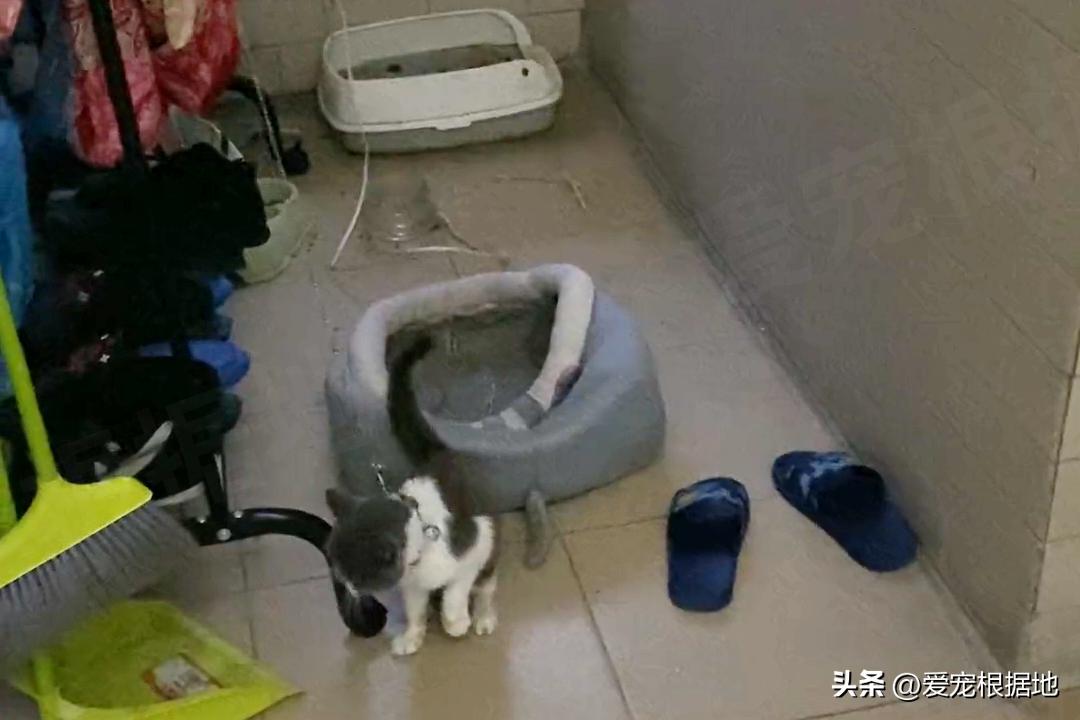 被主人拴着的猫,被邻居拴在楼道的小猫咪