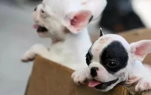 宠物饲养的历史及现状,宠物狗养殖内幕