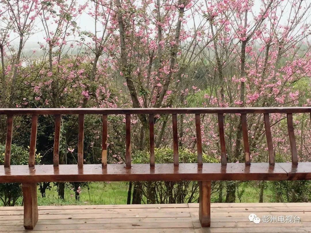 成都周边赏花烧烤一日游推荐免费,成都赏樱花露营