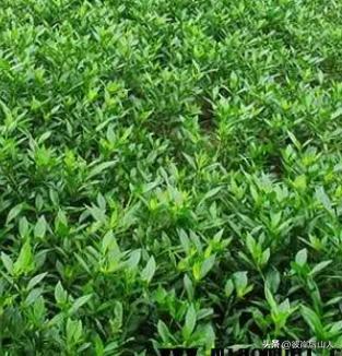 景观地被植物价格,便宜的地被植物有哪些品种呢