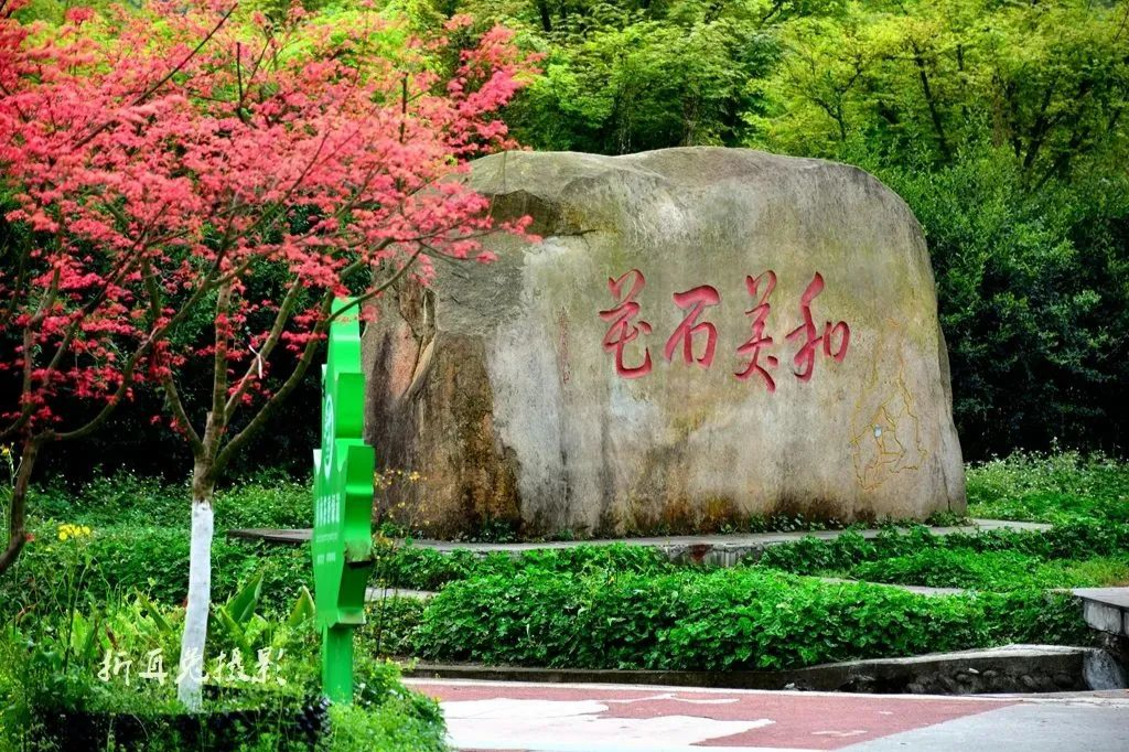 成都千亩红枫,成都看红枫叶