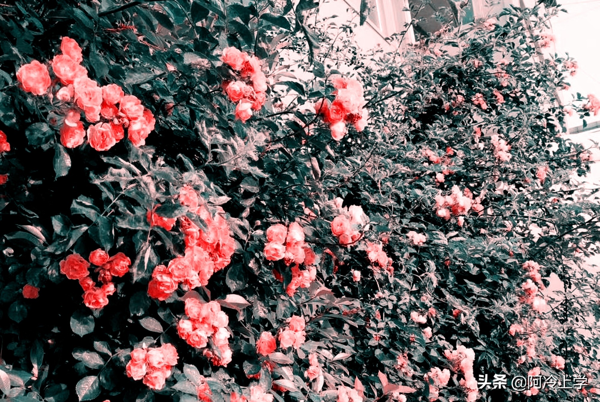 钓鱼的医生简介,钓鱼的医生汪曾祺主要内容