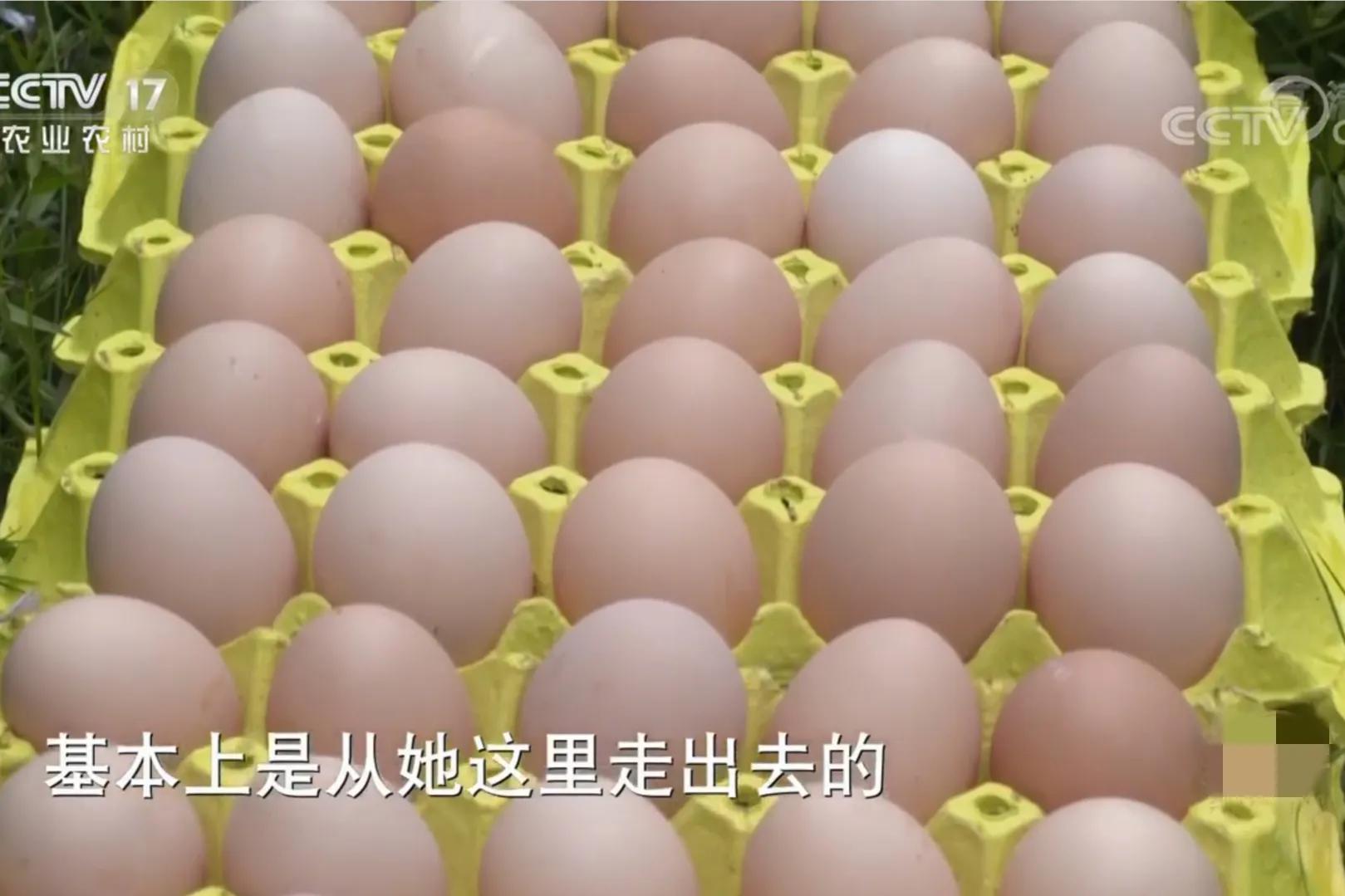 女人承包500亩荒山,女子承包50亩山地