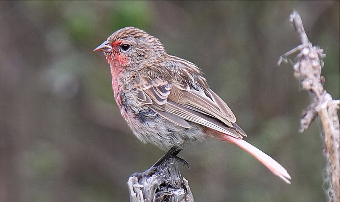 鸟儿大全高清图,高清珍稀鸟动态图片大全