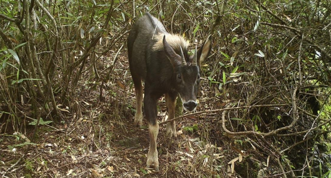 湖北的神兽九头鸟,湖北出现多只神兽天马