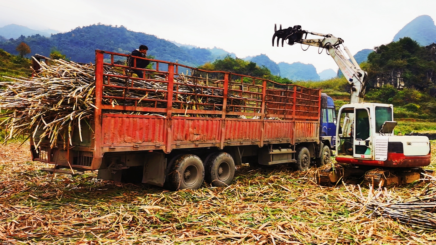 三雄争地，广西甘蔗、水果、桉树，谁是赢家？