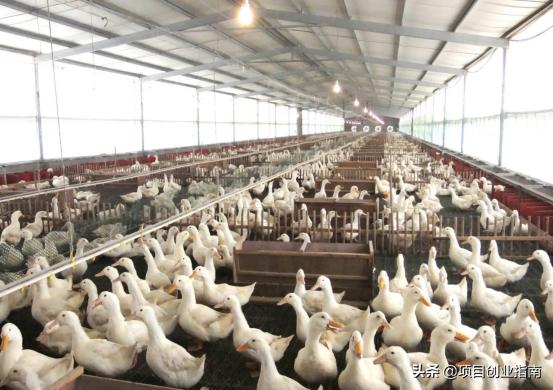 脱贫致富项目大全,脱贫致富行业新门路45个