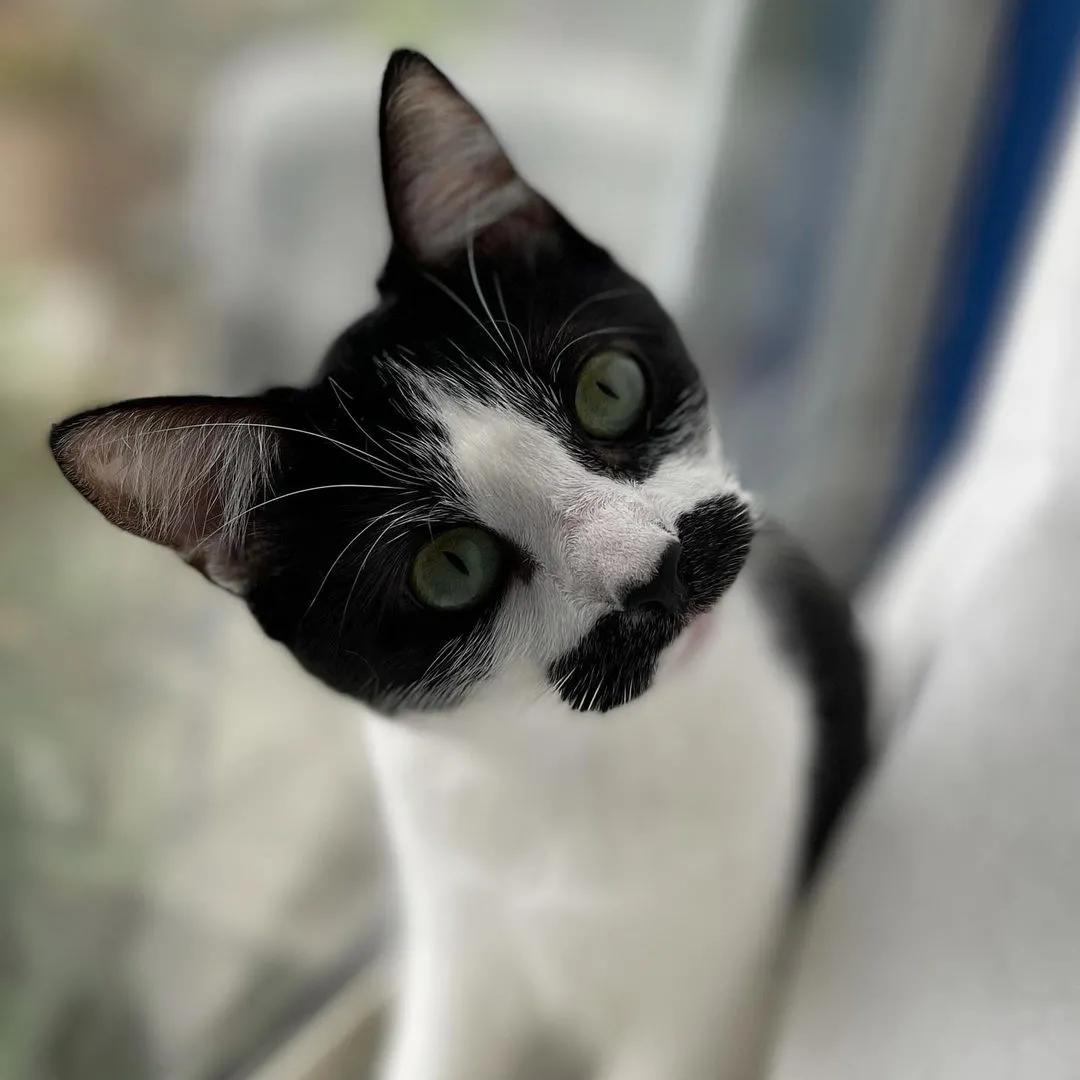 因为长了嘴一字胡，奶牛猫无人领养，却因祸得福成了网红