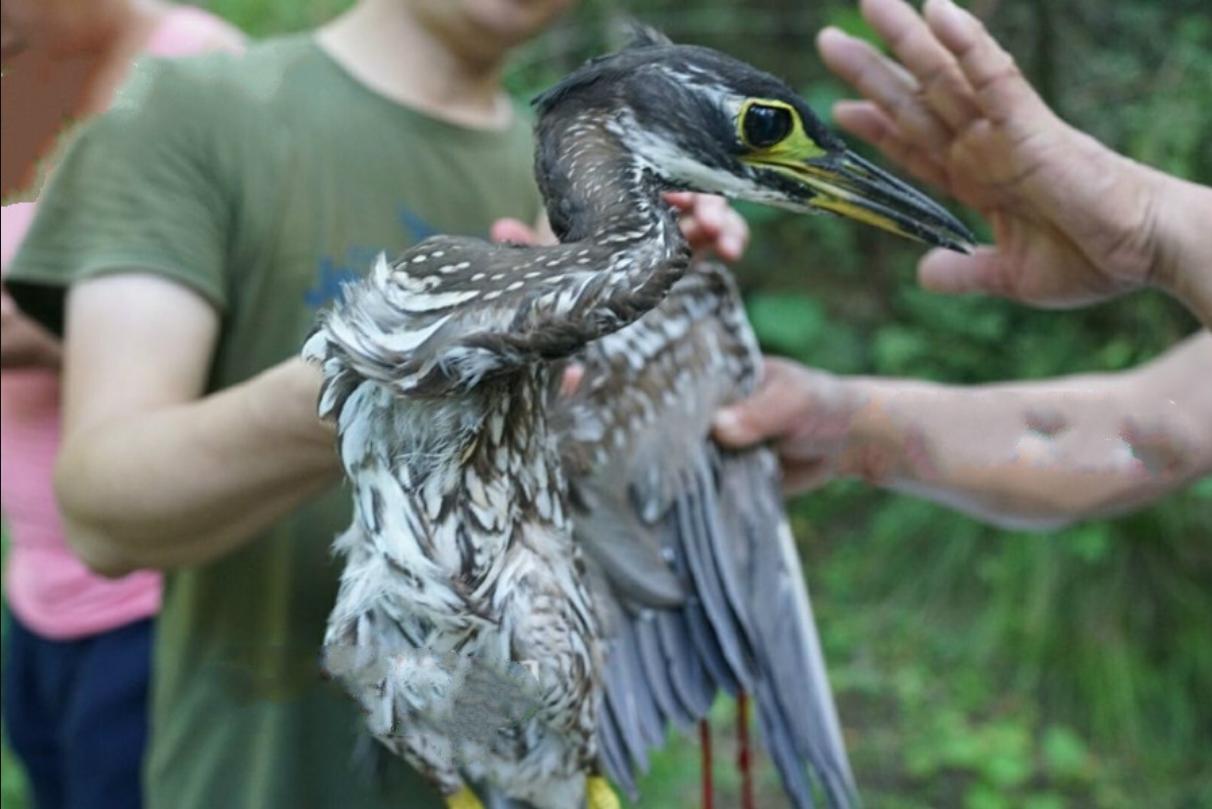 杭州钓鱼男子救人,广东男子在河边救下一只怪鸟