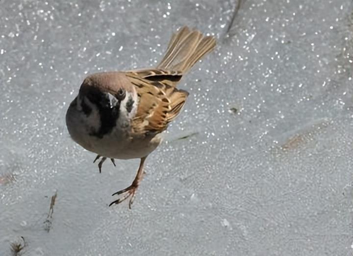 麻雀鸟的养殖方法,麻雀养殖方法