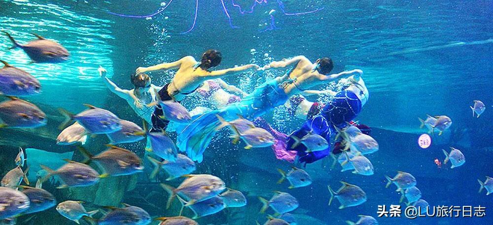 夏至|蝉鸣惊半夏，乐园极地纳清凉