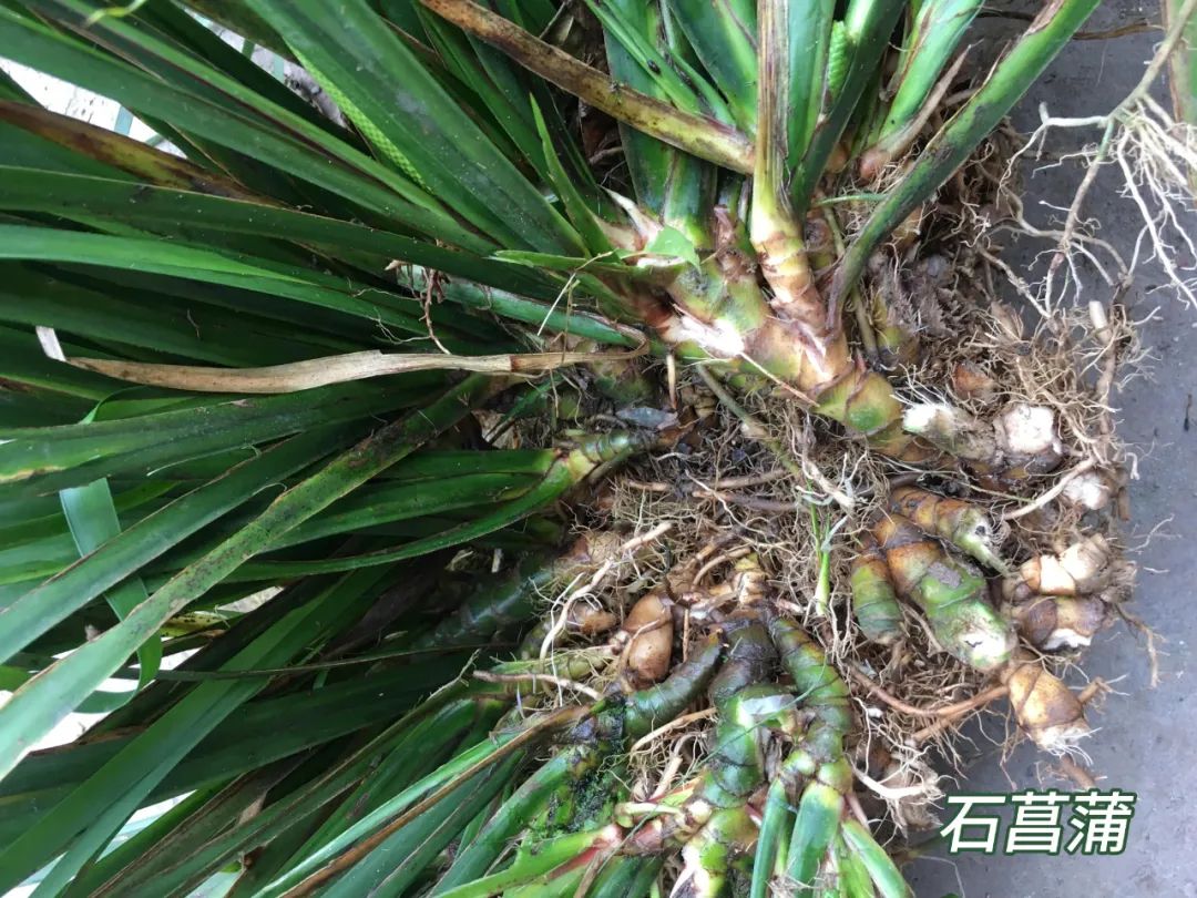 每天学习一味中药白矾,每天学习一味中药石菖蒲