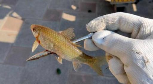 鏁呮剰鎹曟崬鏀剧敓楸肩殑鍚庢灉,骞夸笢鍗栭奔鏀剧敓