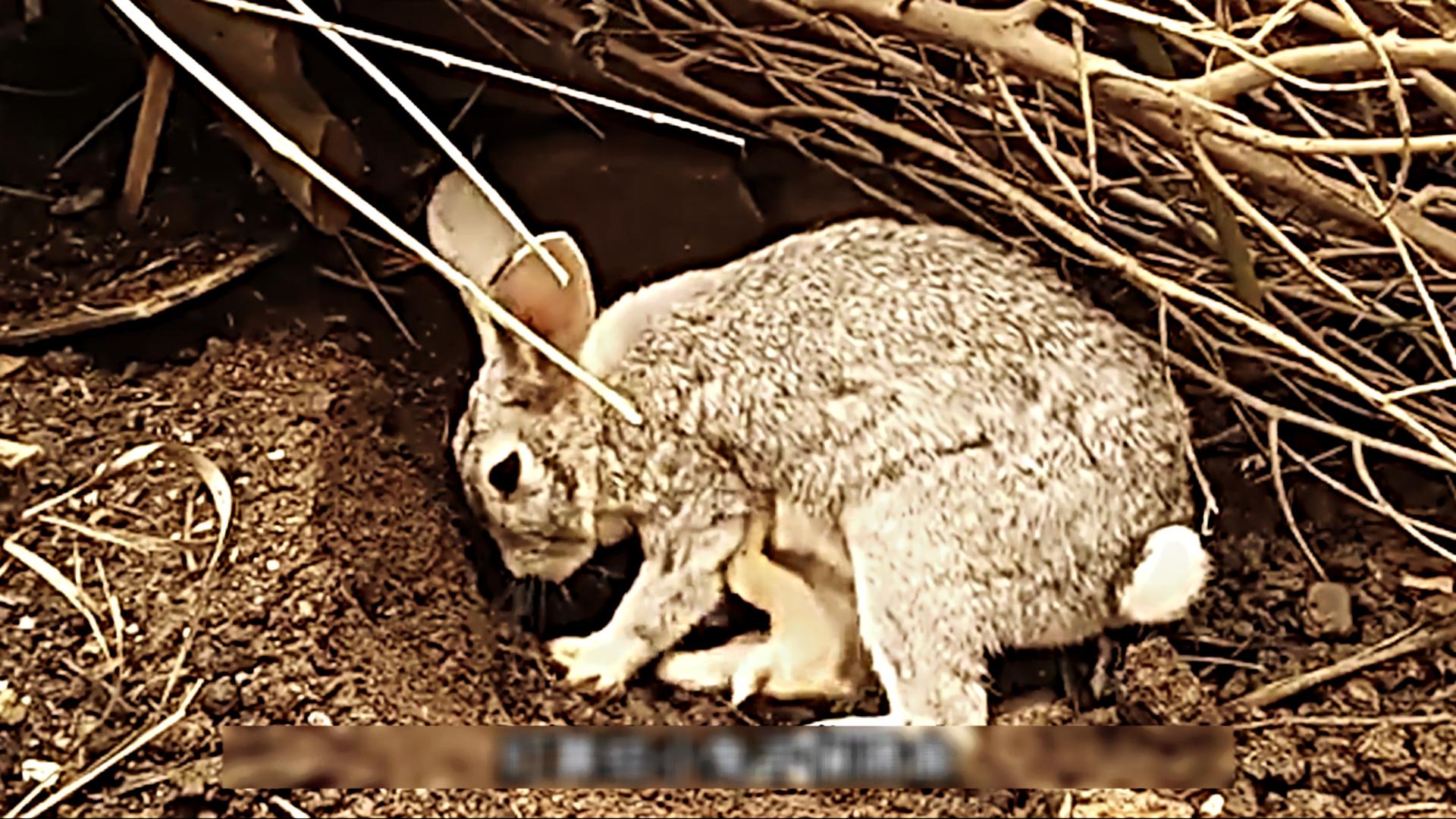 国外野兔泛滥成灾后续,国外野兔泛滥成灾