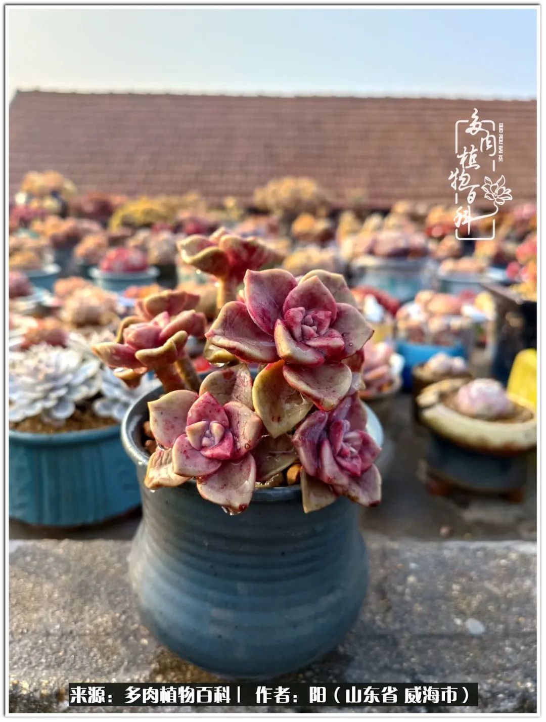 浜洪棿鐑熺伀鑷湁涓囧崈棰滆壊,浜洪棿鐑熺伀鐨嗘槸骞冲嚒棰滆壊