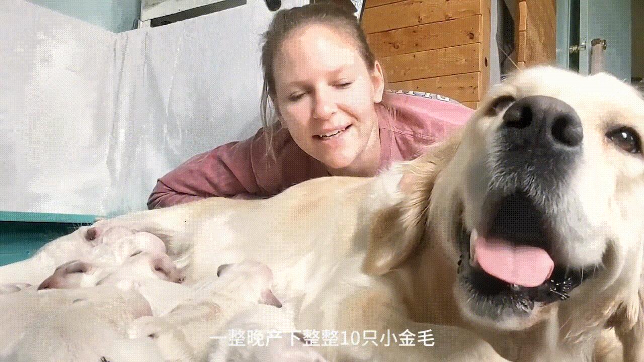 看一眼就爱上的宠物,看一眼就爱上的狗狗