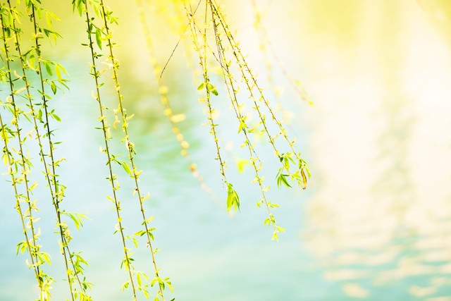 柔丝弄早春,柳枝婀娜醉春风,期盼好事要发生