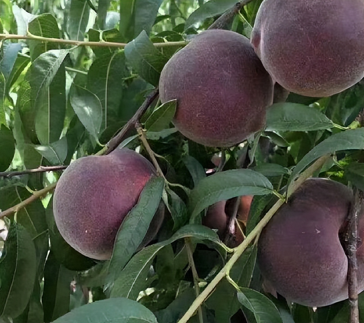 晚熟桃子多少钱一斤,含糖高的桃子品种的价格