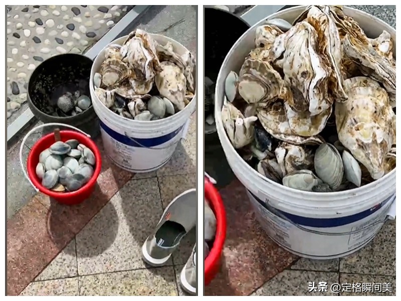 青岛台风过后海鲜遍地图片,台风过后大量海鲜推上沙滩